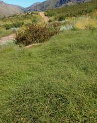 Aspalathus divaricata