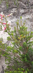 Erica berzelioides