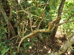 Alchornea ilicifolia