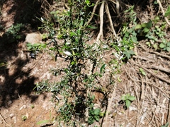 Bursaria spinosa