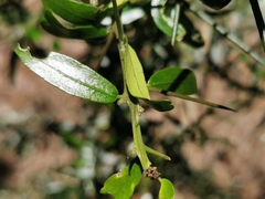 Bursaria spinosa