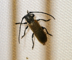 Anaesthetis testacea