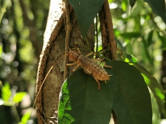 Paragryllacris combusta