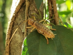 Paragryllacris combusta