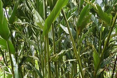 Alpinia vittata