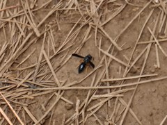 Anterhynchium rufipes