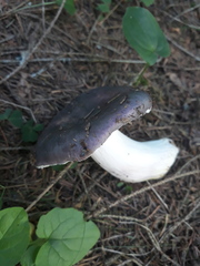 Russula azurea