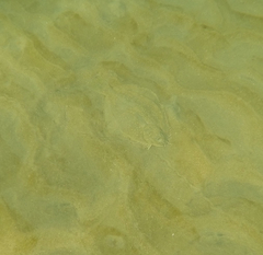 Rhombosolea tapirina