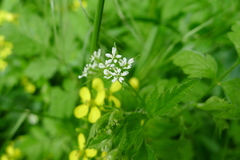 Chaerophyllum nodosum