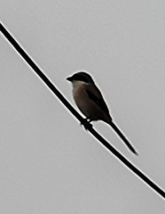Lanius bucephalus