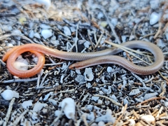 Aprasia inaurita