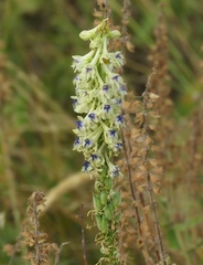 Delphinium szowitsianum