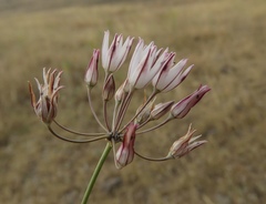 Allium moschatum