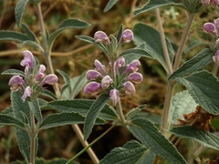 Phlomis herba-venti