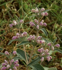 Phlomis herba-venti