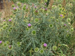 Cirsium ciliatum
