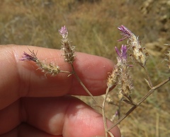 Centaurea virgata squarrosa