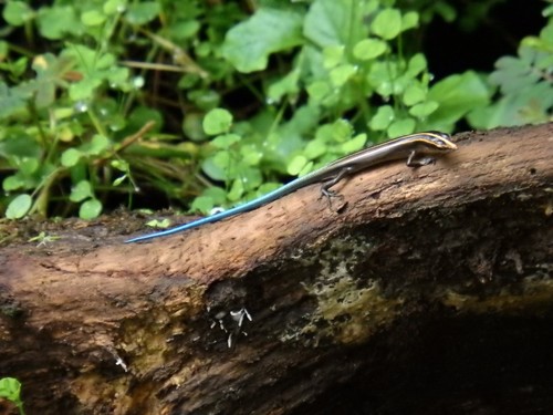 Azure-tailed Skink