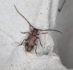 Exocentrus adspersus