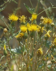 Centaurea behen