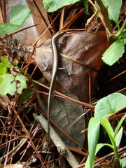 Emoia cyanura