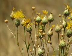 Centaurea behen
