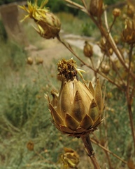 Centaurea behen