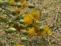 Centaurea behen