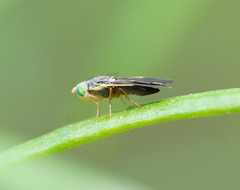 Hyalopeza schneiderae