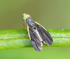 Hyalopeza schneiderae