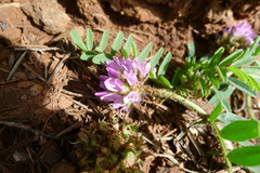 Astragalus stella