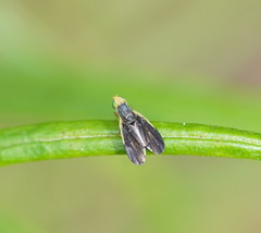 Hyalopeza schneiderae