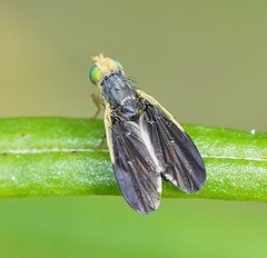 Hyalopeza schneiderae