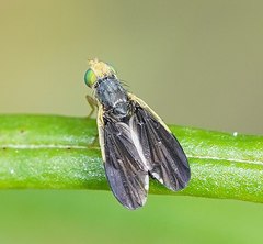 Hyalopeza schneiderae