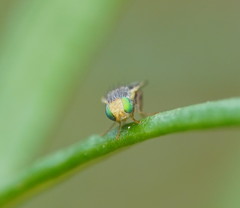 Hyalopeza schneiderae