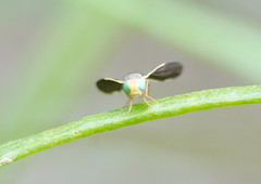 Hyalopeza schneiderae