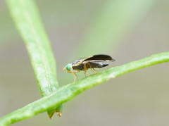 Hyalopeza schneiderae