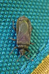 Brachyrhynchus membranaceus
