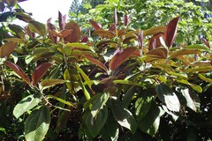 Miconia calvescens