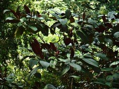 Miconia calvescens