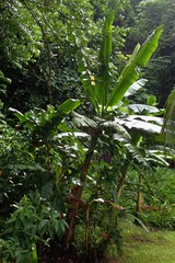 Musa troglodytarum