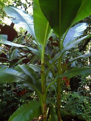 Musa troglodytarum