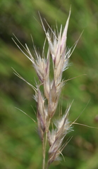 Rytidosperma setaceum