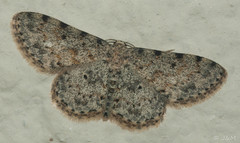 Scopula nigrinotata