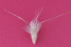 Rytidosperma setaceum