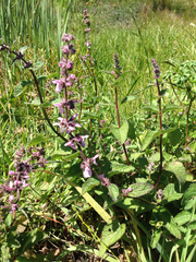 Stachys ajugoides