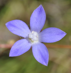 Wahlenbergia luteola