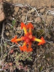 Harveya scarlatina