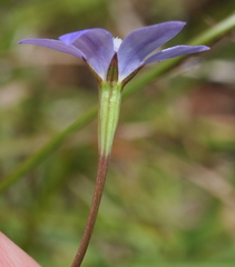 Wahlenbergia luteola