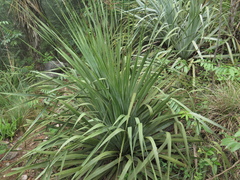 Dasylirion berlandieri